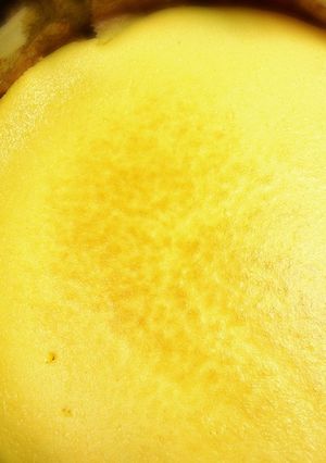 ヨーグルトチーズケーキ-レシピのメイン写真