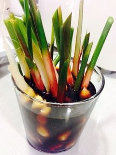 葉生姜の酢醤油漬け-レシピのメイン写真