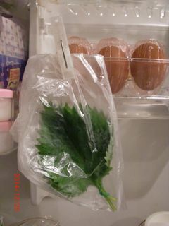 青じその保存☆ビニール袋だけ!-レシピのメイン写真