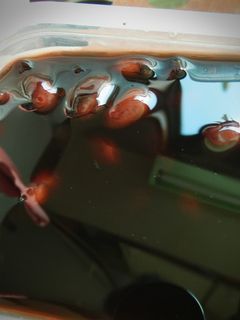 黒大豆の煮豆-レシピのメイン写真