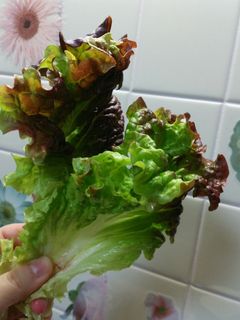 簡単‼長持ち‼サニーレタスの保存法-レシピのメイン写真
