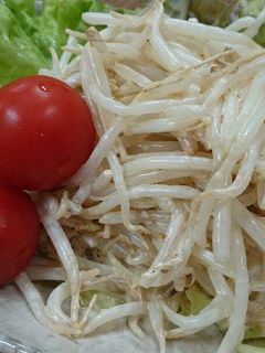 簡単♬もやしのずぼらサラダ〜♪-レシピのメイン写真