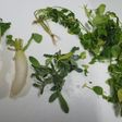 風邪予防!鍋で簡単!七草粥!