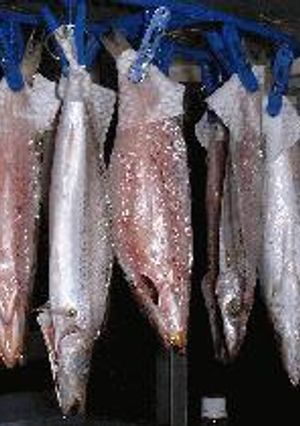 自家製　かますの干物-レシピのメイン写真