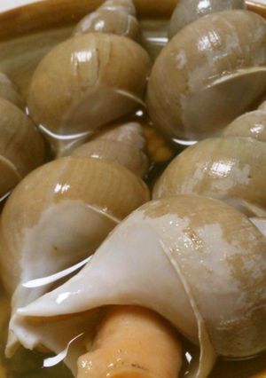 【おすすめ】届かぬ味わひ…ばい貝…煮-レシピのメイン写真