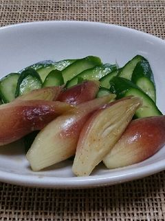 すぐ美味しい!きゅうりとみょうがの浅漬け-レシピのメイン写真
