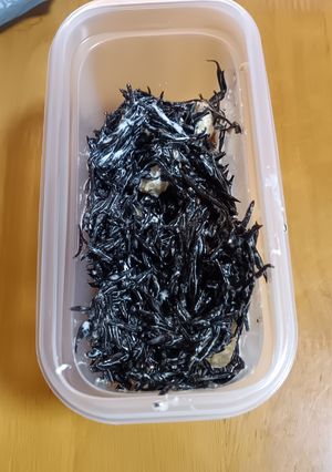 ひじきのわさびマヨネーズ和え-レシピのメイン写真