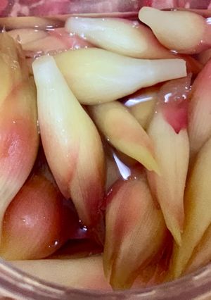 みょうがの甘酢漬け 2-レシピのメイン写真