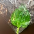 【冷蔵】1番簡単!しそ(大葉)の保存方法