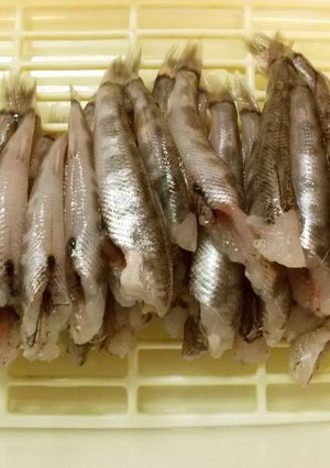 3ステップで超簡単！ メヒカリの捌き方-レシピのメイン写真