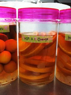 果実酒*覚え書き-レシピのメイン写真