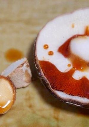 【十勝一年生】椎茸の網焼き-レシピのメイン写真