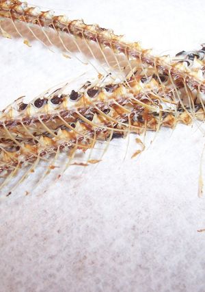 魚の骨でポリポリスナック-レシピのメイン写真