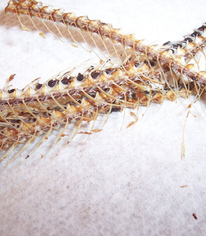 魚の骨っぽい枯木 魚の骨っぽい枯木 魚の骨撰べい – MDホールディングスオンラインショップ