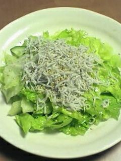 ゴマ風味♪しらすとレタスのサラダ-レシピのメイン写真