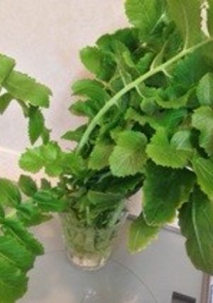 シャキッと♪＊大根葉の一時保存＊-レシピのメイン写真