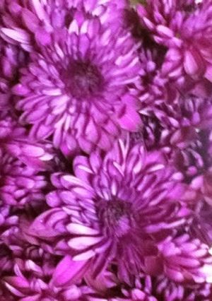 食用菊の酢の物ポンペイペッパー入り-レシピのメイン写真