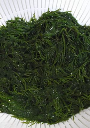 銀葉草（ぎんばそう）の下ごしらえ-レシピのメイン写真