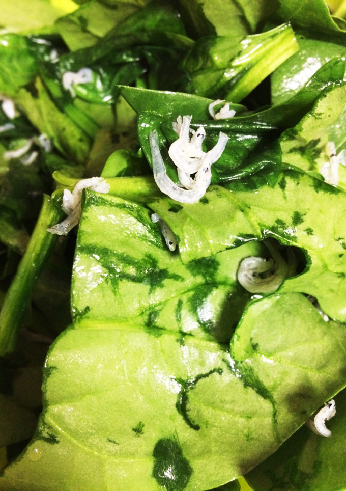 超簡単☆ほうれんそうとじゃこの和え物-レシピのメイン写真
