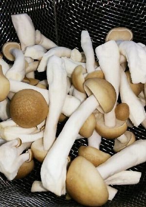 しめじ の保存-レシピのメイン写真