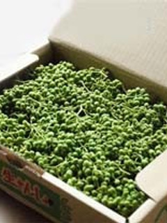 超簡単!「山椒の実」の枝掃除-レシピのメイン写真