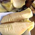 朝堀り筍で素焼き