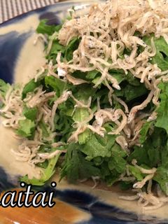 春菊とちりめんじゃこのサラダ-レシピのメイン写真