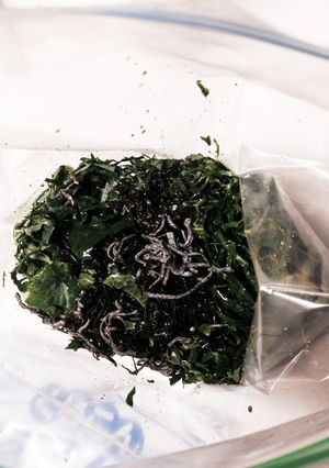 10分で一品完成!塩昆布ケールサラダ-レシピのメイン写真