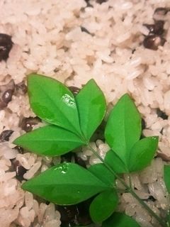 小豆が多めの赤飯♪-レシピのメイン写真