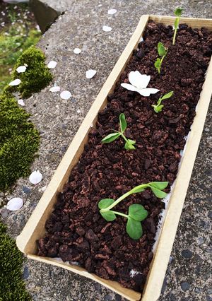 お花見にも☆鉢植えチーズケーキ-レシピのメイン写真