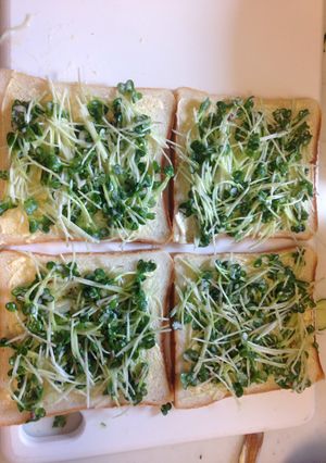 カイワレ大根サンドイッチ-レシピのメイン写真