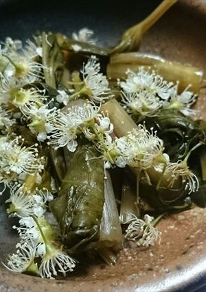 葉わさび、ウワミズ桜の芳香・ダシつゆ漬け-レシピのメイン写真