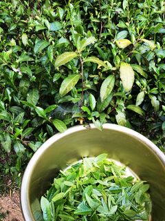 宇治茶「茶摘みから煎茶をつくる」-レシピのメイン写真