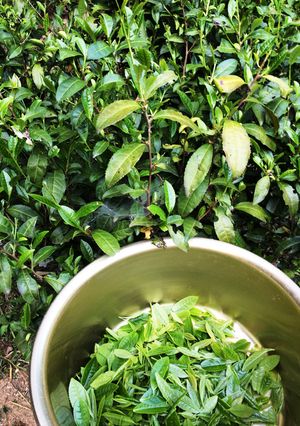 宇治茶「茶摘みから煎茶をつくる」-レシピのメイン写真