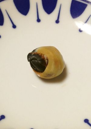モンゴウイカのカラストンビ~一夜干し~-レシピのメイン写真