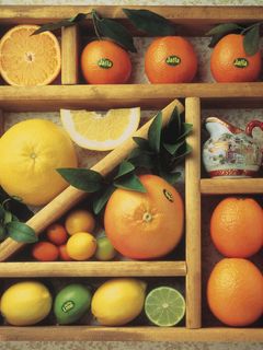 フルーツサラダ-レシピのメイン写真