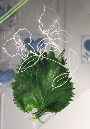 超簡単に長持ちする保存法◆大葉-レシピのメイン写真