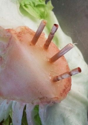 レタスの変色予防！-レシピのメイン写真