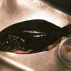 รูปของ 自家製 魚生ハム ヒラメ