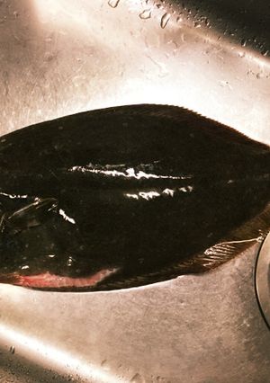 自家製 魚生ハム ヒラメ-レシピのメイン写真