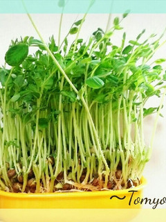 節約☆切った豆苗が復活!-レシピのメイン写真