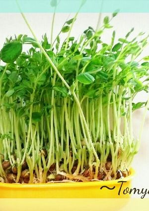 節約☆切った豆苗が復活！-レシピのメイン写真