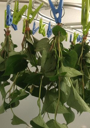 どくだみ茶(じゅうやく)-レシピのメイン写真