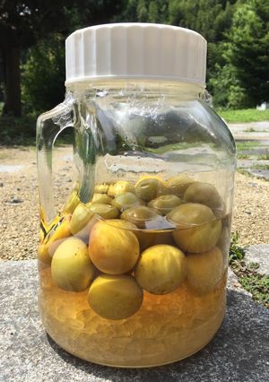 梅サワーで、暑い夏をぶっ飛ばせ！-レシピのメイン写真