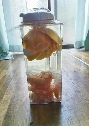 グレープフルーツ酒-レシピのメイン写真