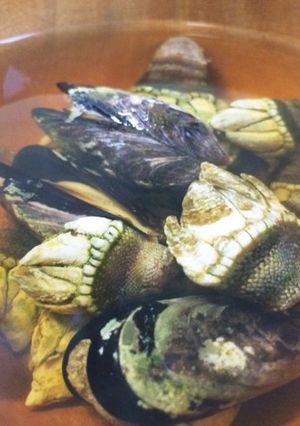 亀の手のお吸い物-レシピのメイン写真