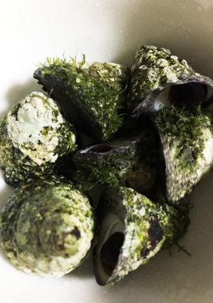 ガンガラ(ニナ)貝の塩茹で!-レシピのメイン写真