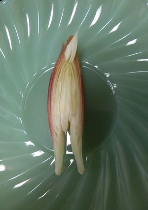 ミョウガのヨシゴイ-レシピのメイン写真
