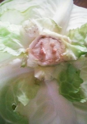 簡単！葉物野菜はつまようじで保存♡-レシピのメイン写真