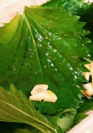 【ご飯がススム！】合法SHISOハーブ-レシピのメイン写真